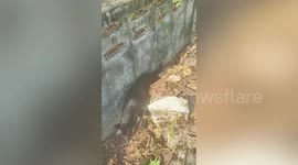 Mother dog pleads with locals to save her puppy from well