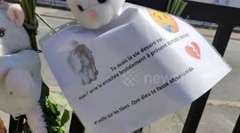 Mortal car accident: flowers for the 6y-o girl hit by a car driven by a female driver. Tuesday evening, a young driver fatally knocked down a 6-year-old girl in Trappes (Yvelines). The Versailles prosecutor's office has opened an investigation for