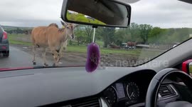 Couple hand-feeds deer and offers snacks to giraffe herd in England