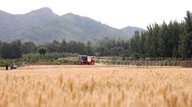 Farmers Harvest Wheat in Zouping, China