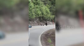 Grizzly bear mum and two cubs run away from oncoming cars in Wyoming