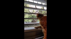 Orange Cat Stares At Enemy Out Window