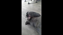 Pig Plays With Patient Pup Khaleesi