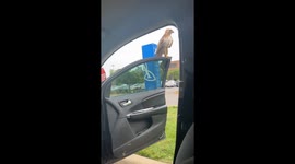 Hawk Wants To Hitch A Ride