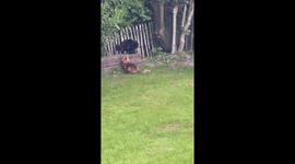 Cat And Fox Encounter