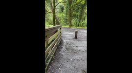 Dog Doesn't Need Humans For Fetch