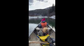 Moose Wants His Space