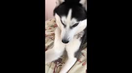The Siberian Husky Protests