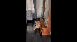 Dog Falls Asleep With Face Full of TV