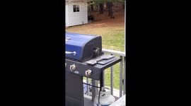 Confused Woodpecker Bangs On BBQ Grill