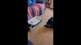 Our dog Loki has a new friend, A cat named Mathias