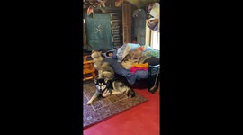 Victoria Day in Canada means a nice sleep in our log cabin up north with our 3 dreamy Alaskan Malamutes