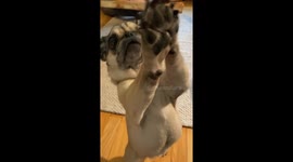 Murphy is an entertaining sweet pug who just happened to attend my friends bridal shower and stole the show