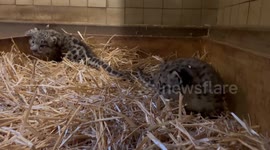 Adorable snow leopard cubs have fun playing in grass in Austria