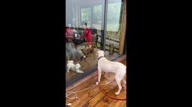 Pane-ful obstacle blocks two excited doggos from meeting each other