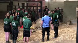 A 2,100kg southern white rhino had a 'dental check-up' - which required the assistance of more than 20 zoo keepers