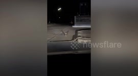 Fearless cat stares at much larger python before swiping a paw at its tail