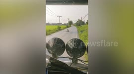 Two Godzilla-like monitor lizards duel in middle of road causing traffic jam