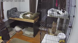 Pet cats panic as Japan earthquake shakes home
