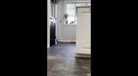Little boy is joyous after mother surprises him with a new puppy