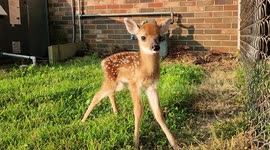 1 day old Deer Fawn calls for its mother in a suburban yard near Nashville