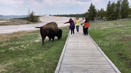 Bison Doesn't Want A Selfie