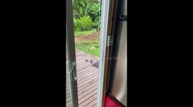 Kitten's Stalking Interrupted By Mother Hen