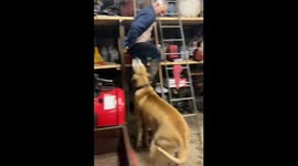 Great Dane Wants His Jacket