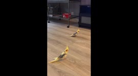 Birds Follow Their Marching Orders