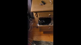 This is what happens when you insist on getting a brother and sister cat