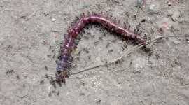 thousands of ants prey on earthworms