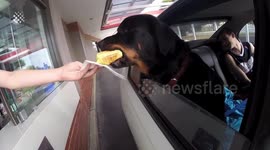 Animals Being Funny