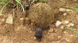 Close up footage shows the incredible strength of a dung beetle rolling a heavy dung ball uphill, then unexpectedly gives up and walks away