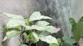 A fish pond with flower pots around it, Beautiful flower pot near a fish tank