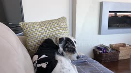 Dog Dislikes Human Farts