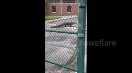 US: Alligator Spotted Strolling At Elementary School In Jacksonville, FL 2