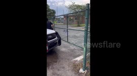 US: Alligator Spotted Strolling At Elementary School In Jacksonville, FL
