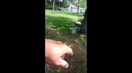 Black Racer Snake Needs Assistance