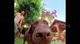 POV: You're a playful Labrador who has just stolen a new toy