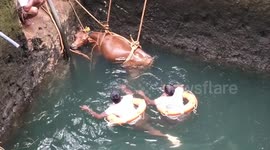 Pregnant cow that fell in a well was airlifted in a 3 hours struggle in India.