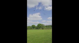 Hundreds of Red Kites Fill the sky above the Feeding Station in Llanddeusant, Carmarthenshire, West Wales, UK