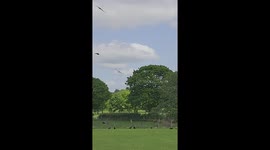 Hundreds of Red Kites Fill the sky above the Feeding Station in Llanddeusant, Carmarthenshire, West Wales, UK