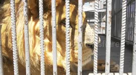 Animals cool down in water spray, during heatwave at the Zoo in Gaza city