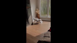 Cat Supremely Relaxed In Swing