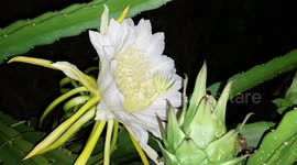 Flowering season, dragon fruit natural pollination at night in Indonesia