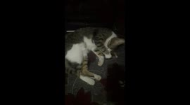 Kitty sleepy