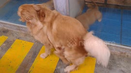 Golden retriever mates in front of visitors at pet shop Malaysia