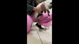 Cat Leash Causes Existential Crisis