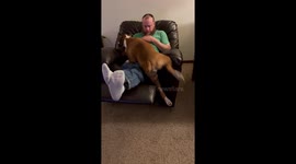 Boxer Dog Scooches In