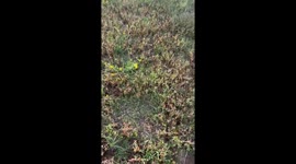 Squirrel Suddenly Jumps From Hiding Hole